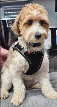 #47 Murphy -  Yorkshire Terrier Dog for Adoption in Twin Lakes, Wisconsin - #47 Murphy | PetCurious