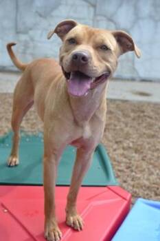 Fawna -  Pit Bull Terrier and Mixed Breed Dog for Adoption in New Orleans, Louisiana - Fawna | PetCurious