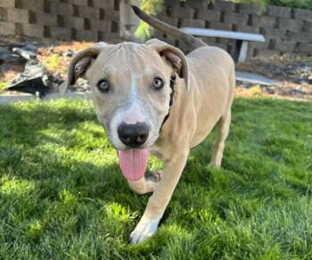 Rescue Pit Bull Terrier Dogs for Adoption in West Richland, Washington - Arthur | PetCurious
