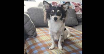 Rescue Chihuahua Dogs for Adoption in Richmond, Texas - SNOOPY | PetCurious