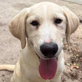 Cameron -  Mixed Breed Dog for Adoption in East Hanover, New Jersey - Cameron | PetCurious