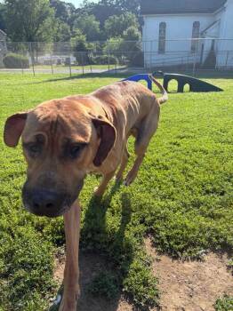 Scooby -  Great Dane Dog for Adoption in New Kensington, Pennsylvania - Scooby | PetCurious