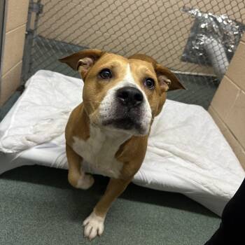 Yam -  Retriever and Mixed Breed Dog for Adoption in Fairfax Station, Virginia - Yam | PetCurious