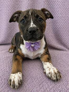 Bullmastiff and Pit Bull Terrier Dogs Available for Adoption in Lodi, California - Brinley | PetCurious