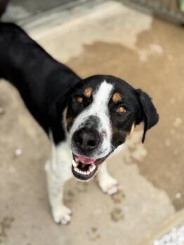 Rescue Hound and Mixed Breed Dogs for Adoption in Neosho, Missouri - Miss Missy | PetCurious