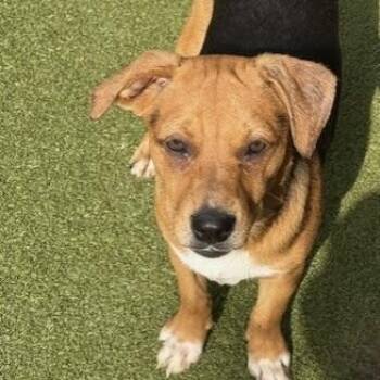 Rescue Terrier Dogs for Adoption in Houston, Texas - CHATHAM | PetCurious