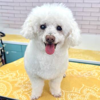 Quick Silver 14211 -  Poodle Dog for Adoption in San Francisco, California - Quick Silver 14211 | PetCurious