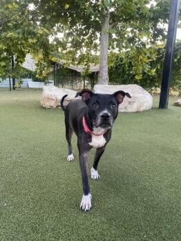 Eva -  Mixed Breed and Pit Bull Terrier Dog for Adoption in Austin, Texas - Eva | PetCurious