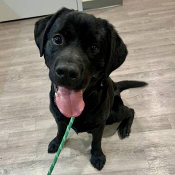 Black Labrador Retriever Dogs Available for Adoption in Chesapeake, Virginia - Donovan | PetCurious