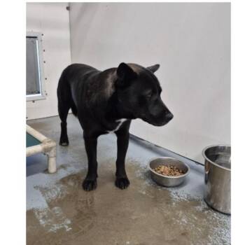 MLHS-Stray-98 -  Mixed Breed Dog for Adoption in Meadow Lake, Saskatchewan - MLHS-Stray-98 | PetCurious