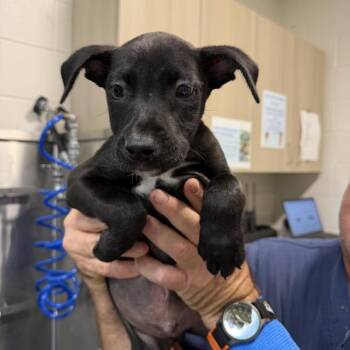 Belgian Shepherd Malinois and Pit Bull Terrier Dogs Available for Adoption in Englewood, Florida - Bartolomeo | PetCurious