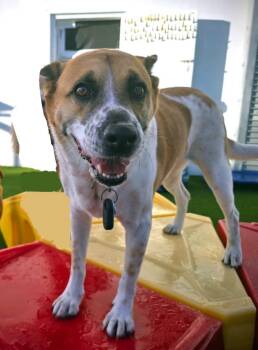 Rescue Cattle Dog Dogs for Adoption in Vaughan, Ontario - Cosi | PetCurious