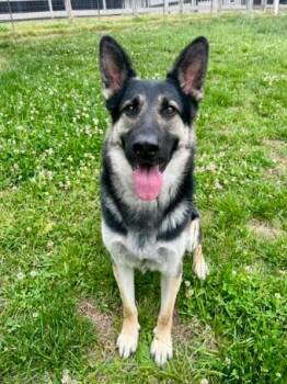 German Shepherd Dog and Shepherd Dogs Available for Adoption in Mocksville, North Carolina - Enzo | PetCurious