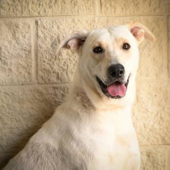 Boudreau -  Labrador Retriever Dog for Adoption in Jay, New York - Boudreau | PetCurious