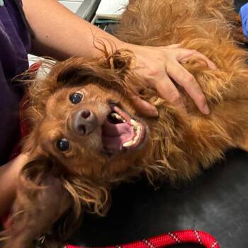 Duk -  Dachshund and Mixed Breed Dog for Adoption in Northbrook, Illinois - Duk | PetCurious