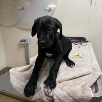 Great Dane and Mixed Breed Dogs Available for Adoption - Orion | PetCurious