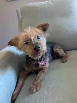 Yorkshire Terrier Dogs Available for Adoption - Pepper | PetCurious