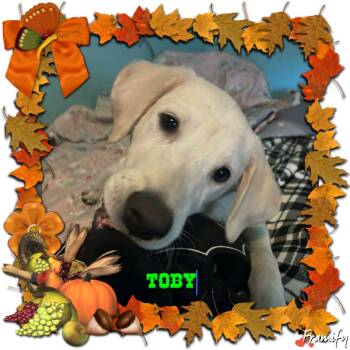 Rescue Labrador Retriever Dogs for Adoption in San Antonio, Texas - Toby | PetCurious
