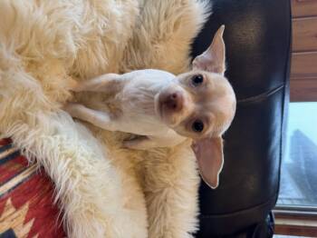 Levi -  Chihuahua Dog for Adoption in Glenwood City, Wisconsin - Levi | PetCurious