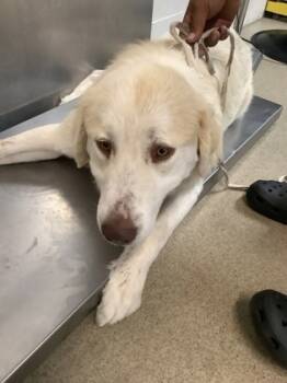 Rescue Great Pyrenees and Mixed Breed Dogs for Adoption in Fort Worth, Texas - 59822272 | PetCurious