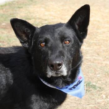 German Shepherd Dog Dogs Available for Adoption in San Antonio, Texas - JAXX | PetCurious