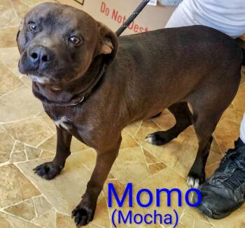 American Staffordshire Terrier and Mountain Cur Dogs Available for Adoption - MoMo | PetCurious