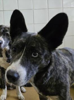 Siberian Husky and Pit Bull Terrier Dogs Available for Adoption in Derwood, Maryland - KATANA | PetCurious