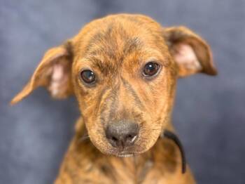 Clyde -  Chihuahua and Mixed Breed Dog for Adoption in Portland, Oregon - Clyde | PetCurious