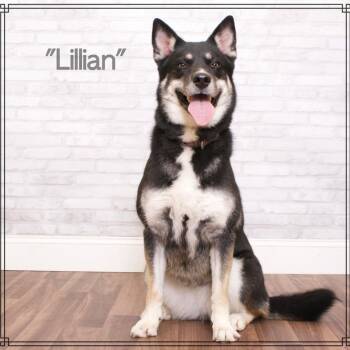 Rescue Husky Dogs for Adoption in Montgomery, Alabama - Lillian | PetCurious