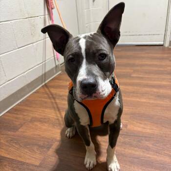Roxy -  Mixed Breed Dog for Adoption in Milton, Florida - Roxy | PetCurious