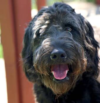 Fred (AO36673) -  Labradoodle and Poodle Dog for Adoption in Kansas City, Kansas - Fred (AO36673) | PetCurious