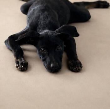 AMARA (out of town) -  Labrador Retriever Dog for Adoption in New York, New York - AMARA (out Of Town) | PetCurious