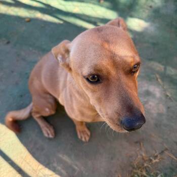 JR -  Shepherd and Mixed Breed Dog for Adoption in Yuma, Arizona - JR | PetCurious