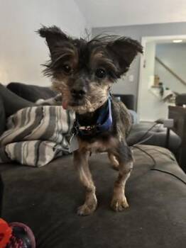 Yorkshire Terrier and Mixed Breed Dogs Available for Adoption - Sprocket | PetCurious