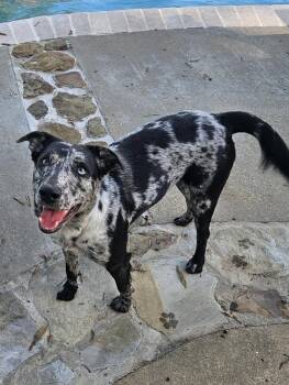 Lala Lollie - will be at Always Adopt Nov. 7 -  Catahoula Leopard Dog Dog for Adoption in Alexandria, Louisiana - Lala Lollie - Will Be At Always Adopt Nov. 7 | PetCurious