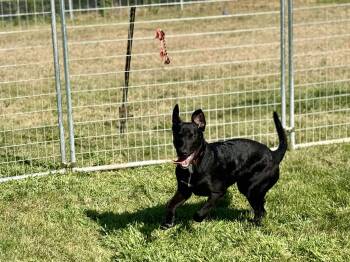 Rescue German Shepherd Dog and Black Labrador Retriever Dogs for Adoption in West Richland, Washington - Bear | PetCurious