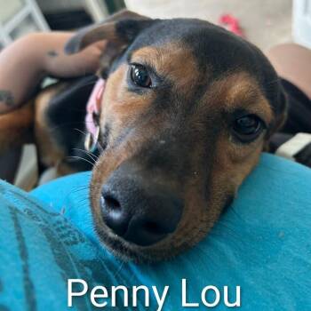 Beagle Dogs Available for Adoption in Bethel, Connecticut - Penny Lou | PetCurious