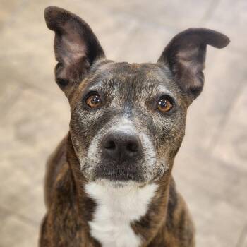 Brenda -  Terrier Dog for Adoption in Montgomery, Alabama - Brenda | PetCurious
