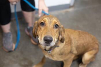 Hallie -  Bloodhound and Labrador Retriever Dog for Adoption in Mountain Home, Arkansas - Hallie | PetCurious