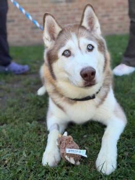 Reign -  Husky Dog for Adoption in Teterboro, New Jersey - Reign | PetCurious