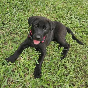 Marilyn -  Labrador Retriever Dog for Adoption in Clearwater, Florida - Marilyn | PetCurious