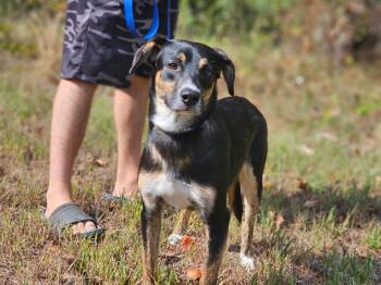 Arlo -  German Pinscher and Australian Kelpie Dog for Adoption - Arlo | PetCurious