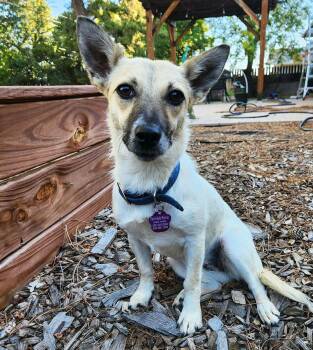 Serene Lil Ms Sabine - Snuggly SWEET -  Rat Terrier and Shepherd Dog for Adoption in North Valley, New Mexico - Serene Lil Ms Sabine - Snuggly SWEET | PetCurious