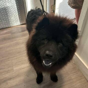 Monty -  Chow Chow Dog for Adoption in Tampa, Florida - Monty | PetCurious
