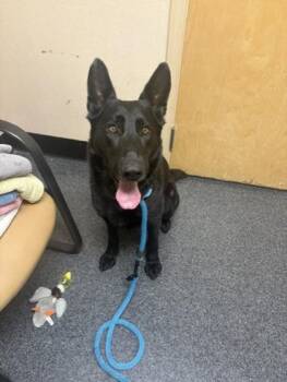 Kai -  German Shepherd Dog and Mixed Breed Dog for Adoption in Roseville, California - Kai | PetCurious