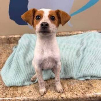 April -  Terrier and Mixed Breed Dog for Adoption - April | PetCurious