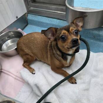 CHIBBY -  Chihuahua and Mixed Breed Dog for Adoption in Long Beach, California - CHIBBY | PetCurious