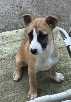 Cream Soda -  Shepherd and Mixed Breed Dog for Adoption in Greensburg, Pennsylvania - Cream Soda | PetCurious