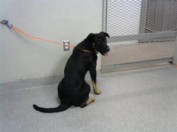 Rescue German Shepherd Dog and Mixed Breed Dogs for Adoption in Pasadena, Texas - A181022 | PetCurious