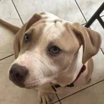 India -  American Staffordshire Terrier Dog for Adoption - India | PetCurious